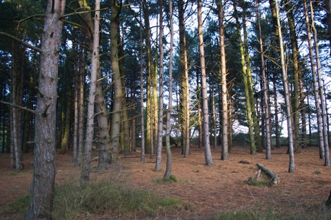 Holkham pinewoods